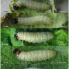 carch alceae larva4 volg12